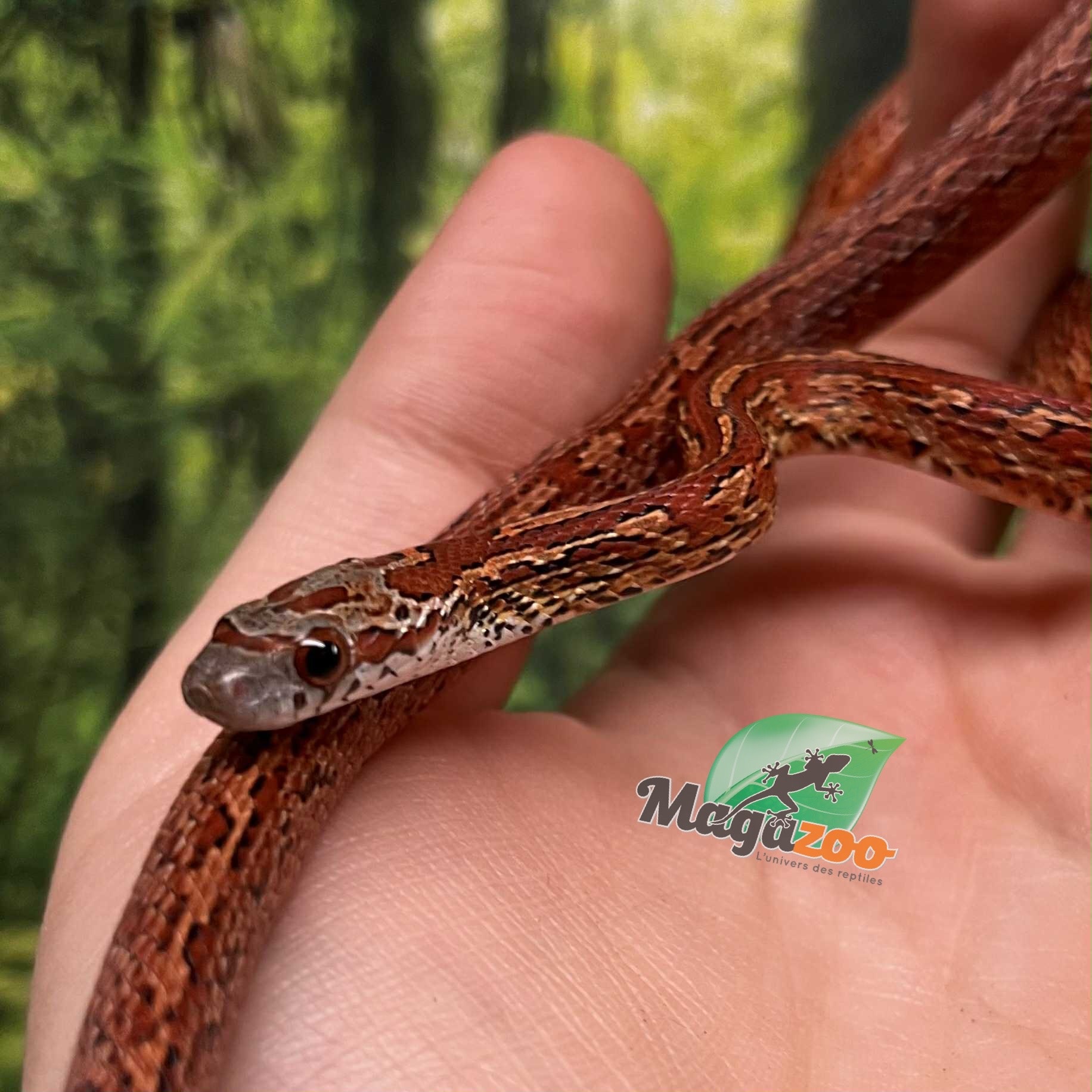 Magazoo Serpent des blés Bloodred Chaos Tessera Femelle (16-7-24)