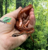 Magazoo Serpent des blés Bloodred Chaos Tessera Femelle (16-7-24)