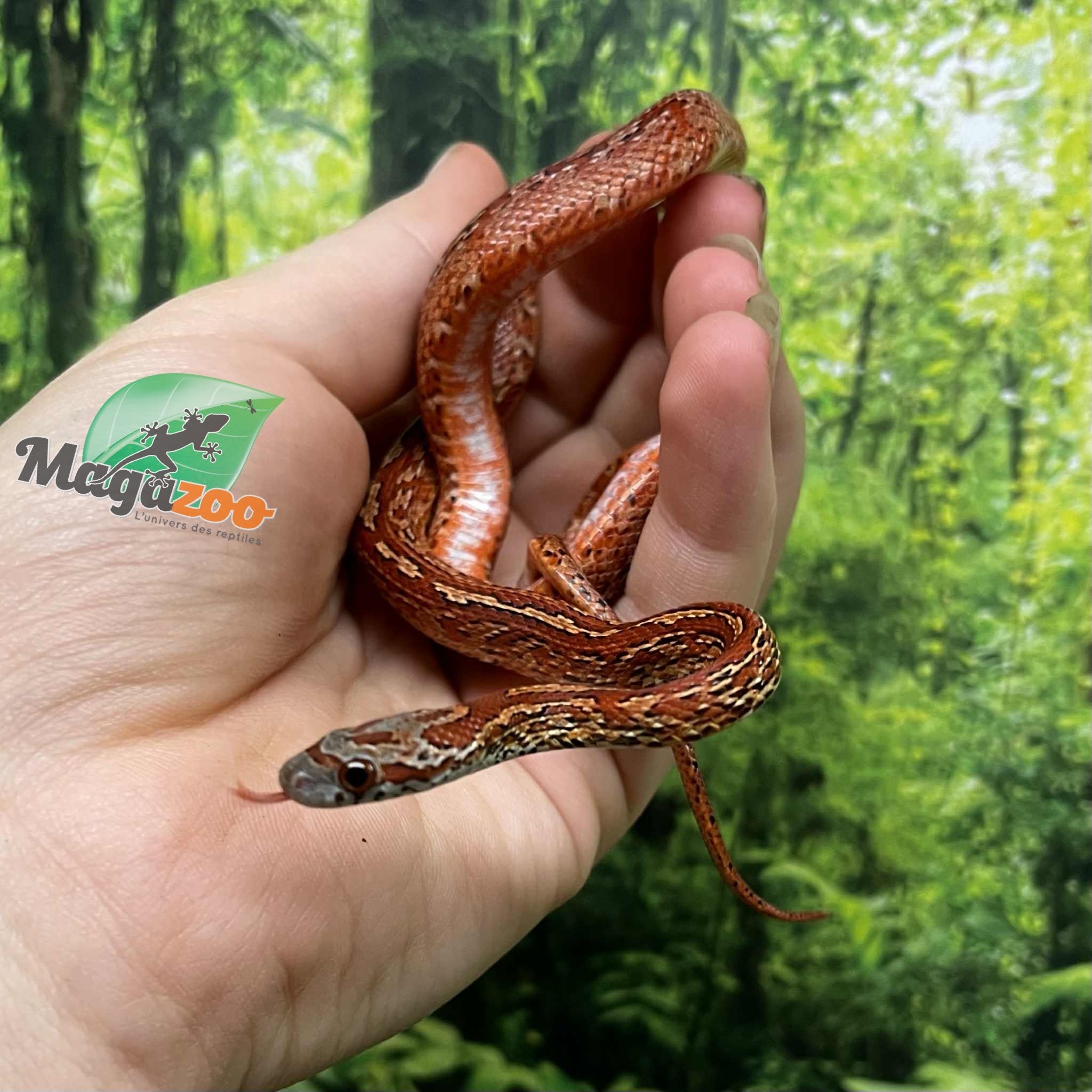 Magazoo Serpent des blés Bloodred Chaos Tessera Femelle (16-7-24)