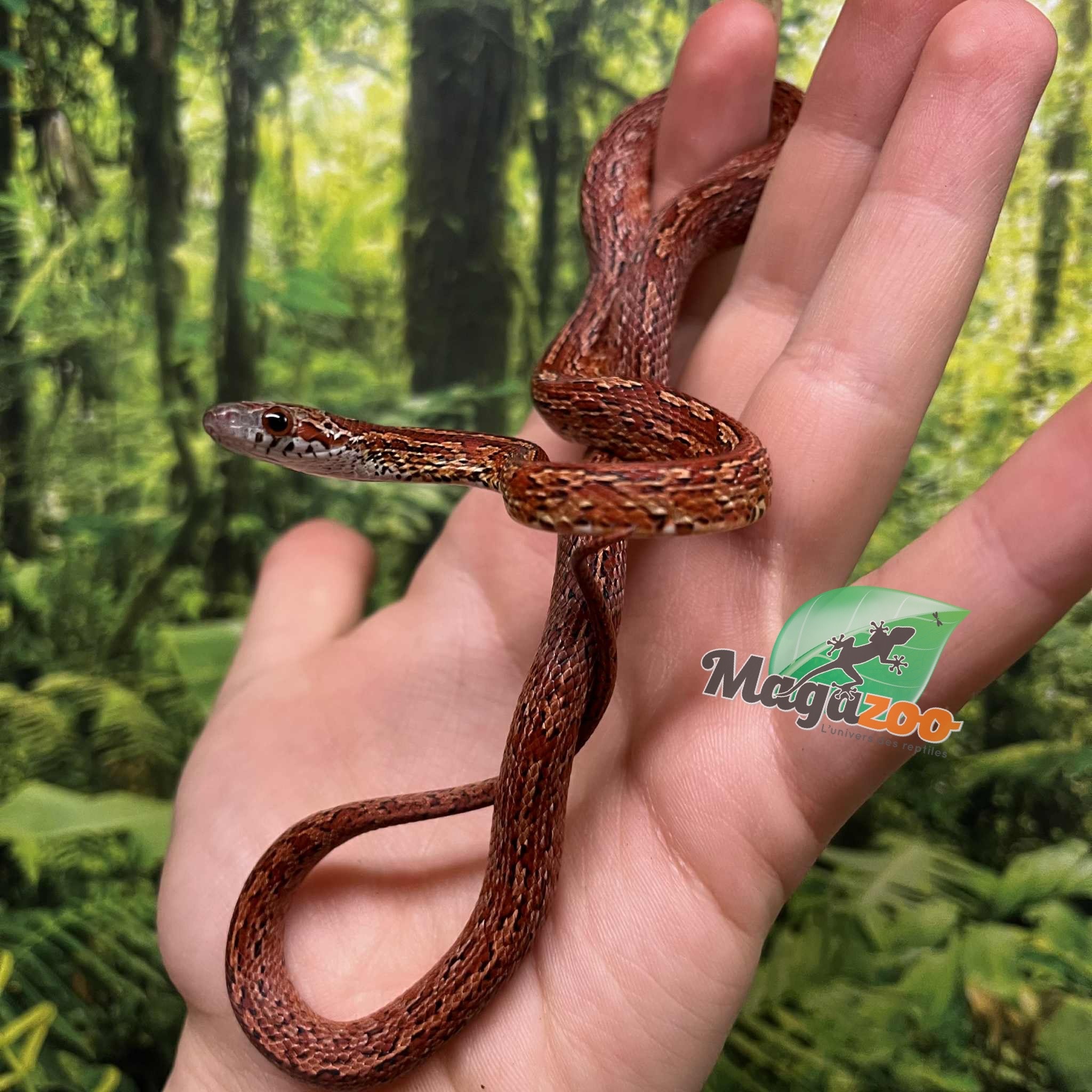 Magazoo Serpent des blés Bloodred Chaos Tessera Femelle (16-7-24)