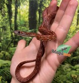 Magazoo Serpent des blés Bloodred Chaos Tessera Femelle (16-7-24)