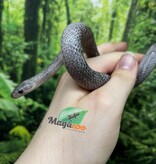 Magazoo Serpent des blés Pewter Motley-Stripe Mâle (4 juin 23 )