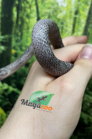 Magazoo Male Pewter Motley-Stripe Corn Snake (June 4, 2023)