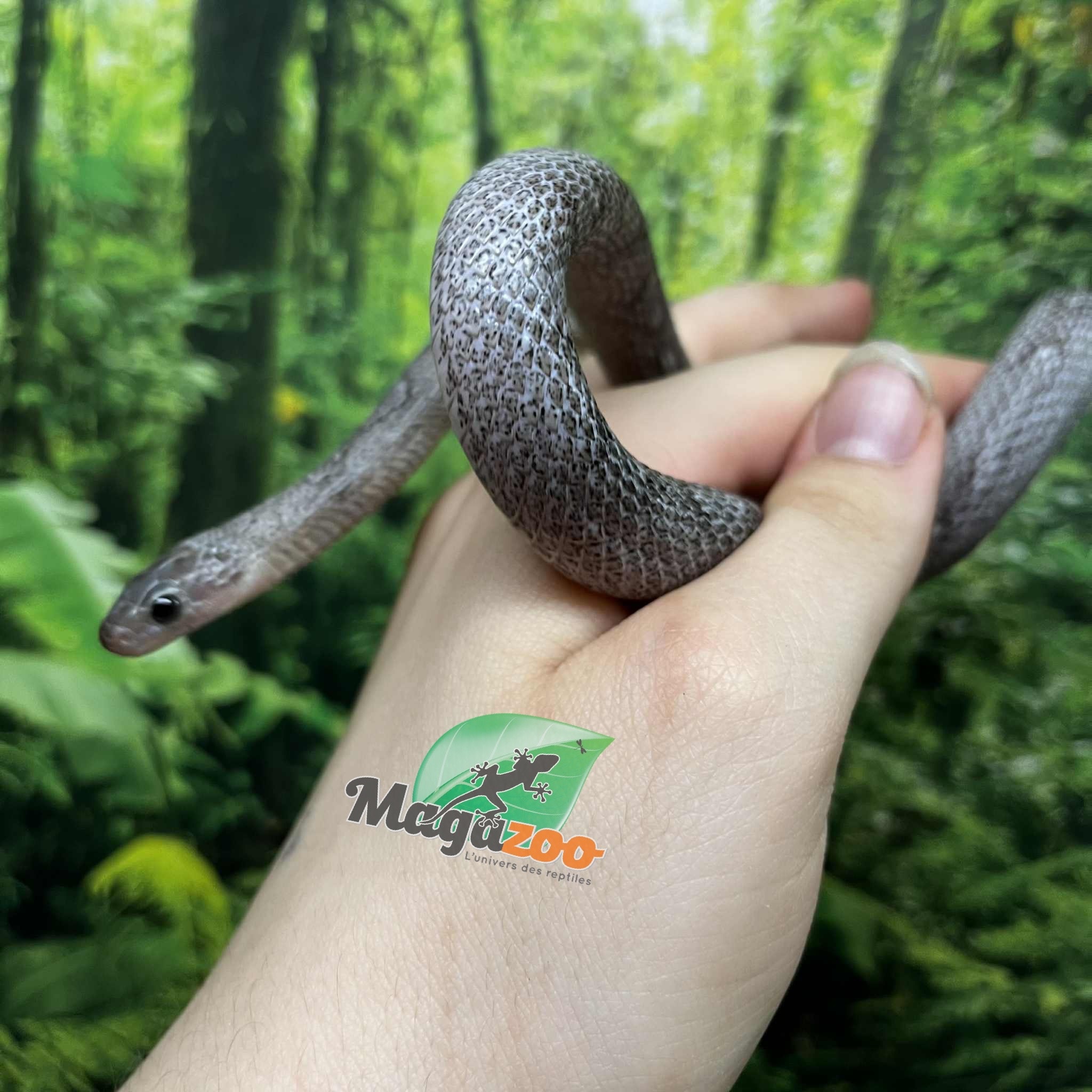 Magazoo Serpent des blés Pewter Motley-Stripe Mâle (4 juin 23 )