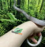 Magazoo Serpent des blés Pewter Motley-Stripe Mâle (4 juin 23 )