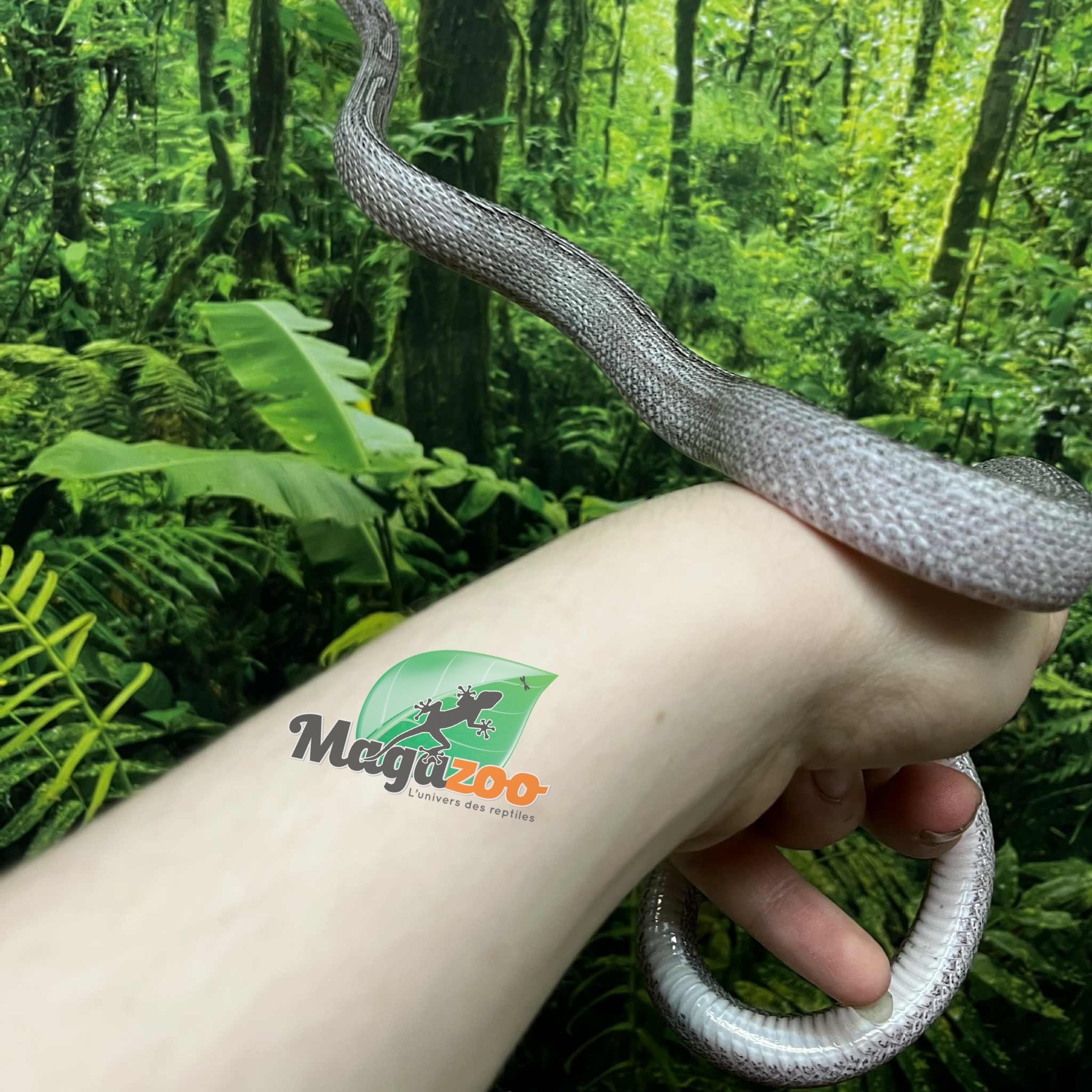 Magazoo Male Pewter Motley-Stripe Corn Snake (June 4, 2023)