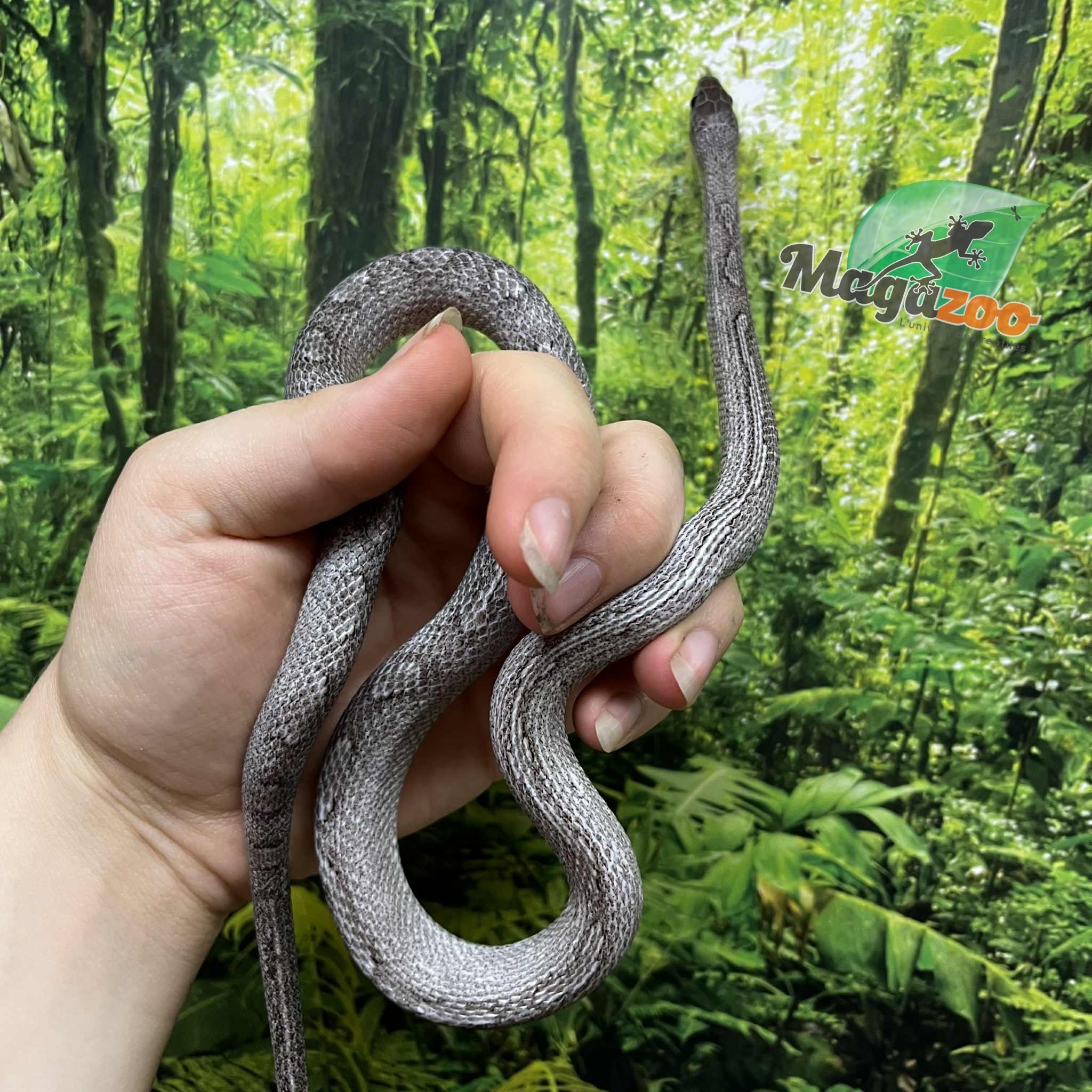 Magazoo Serpent des blés Pewter Motley-Stripe Mâle (4 juin 23 )