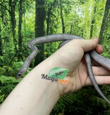 Magazoo Serpent des blés Pewter Motley-Stripe Mâle (4 juin 23 )