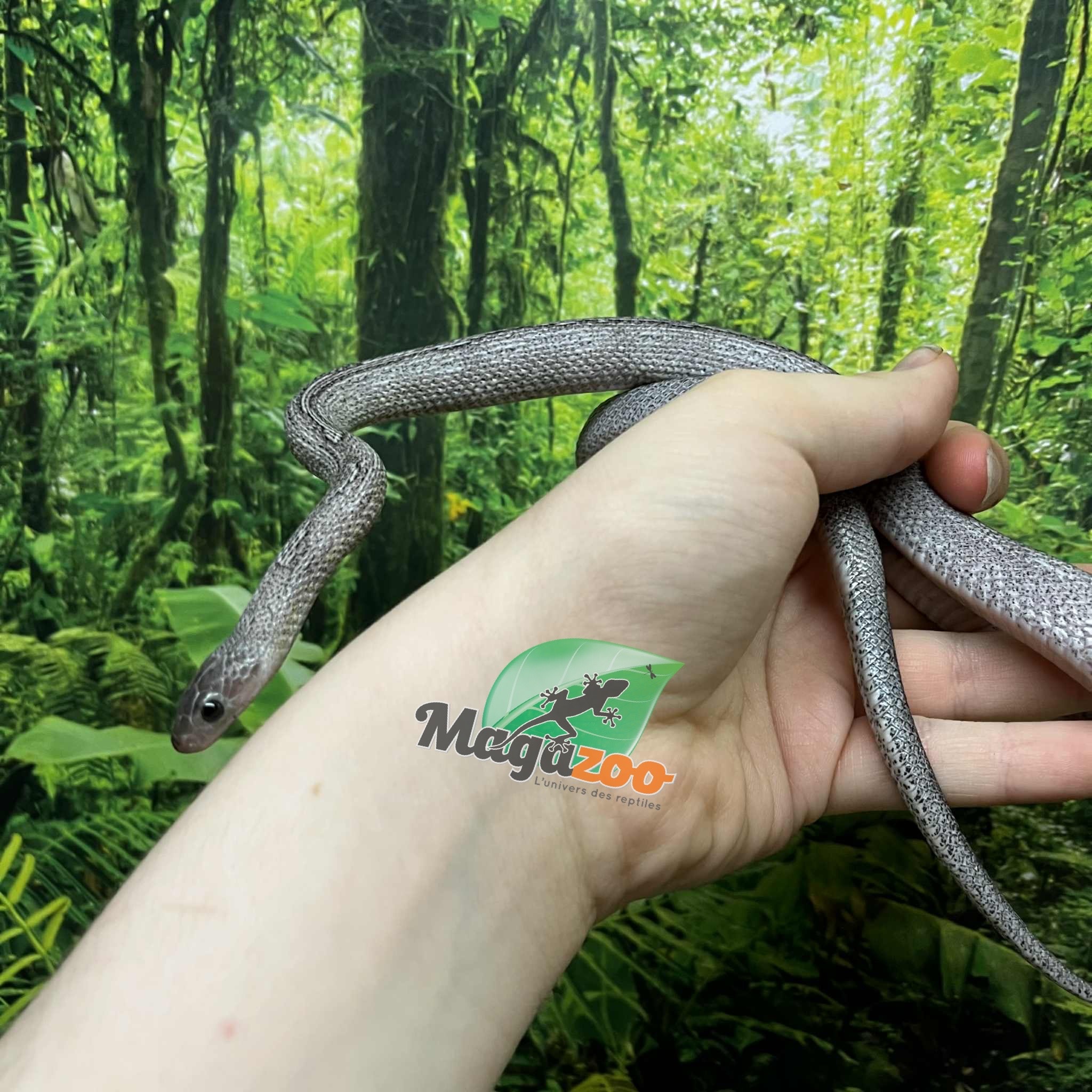 Magazoo Serpent des blés Pewter Motley-Stripe Mâle (4 juin 23 )