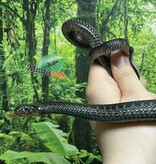 Magazoo Couleuvre du lac Chapala Juvénile (Reproduit en captivité) / Thamnophis eques obscurus mâle
