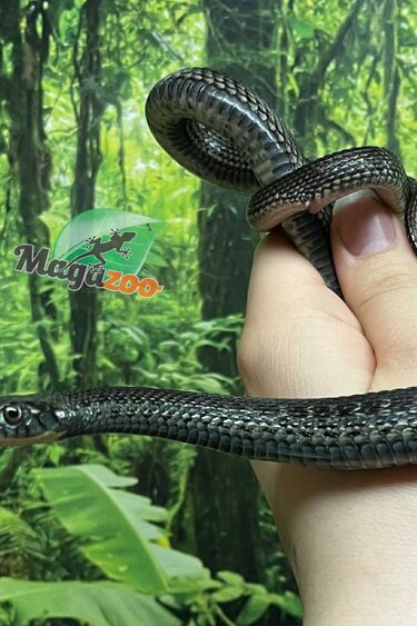 Magazoo Couleuvre du lac Chapala Juvénile #1 (Reproduit en captivité) / Thamnophis eques obscurus mâle