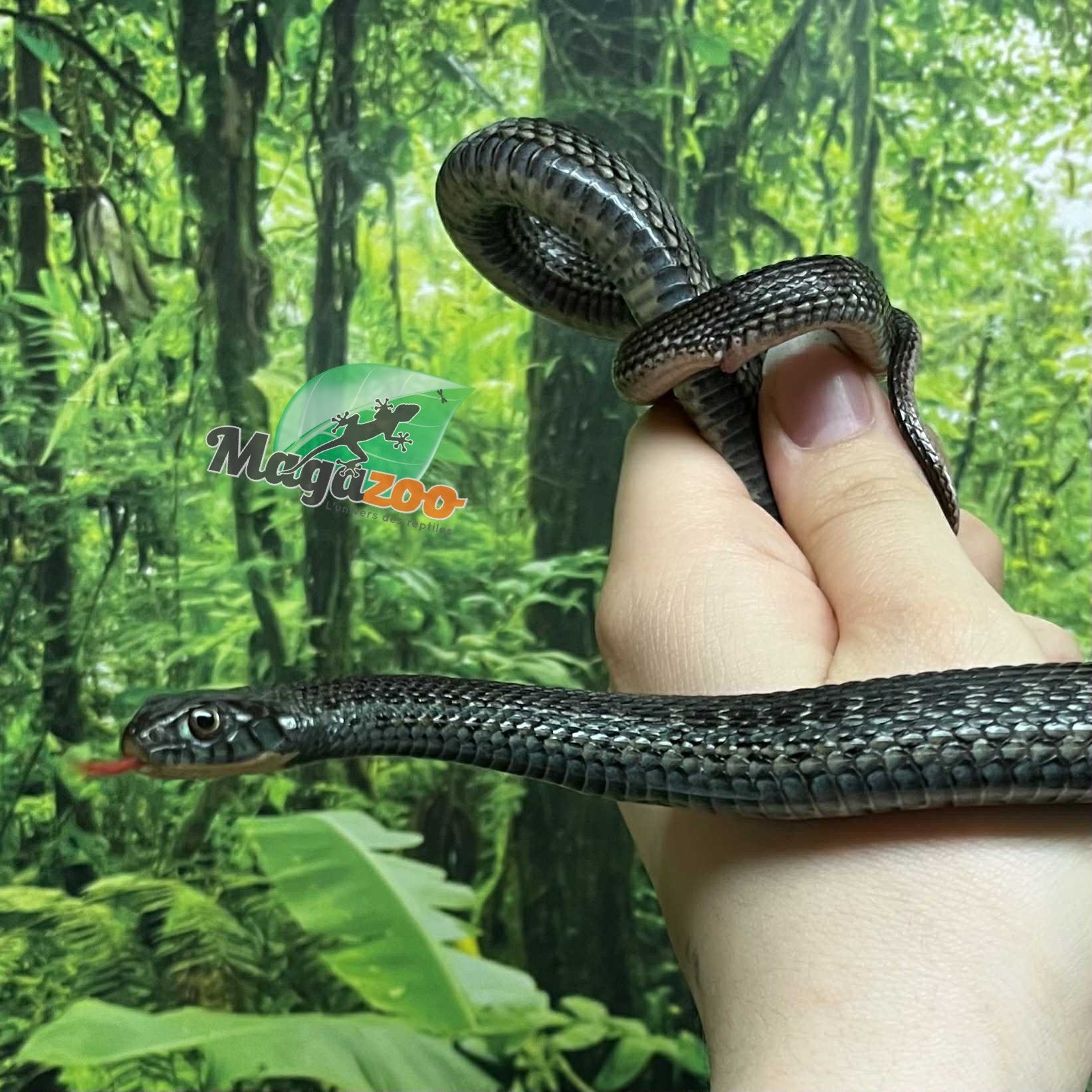 Magazoo Couleuvre du lac Chapala Juvénile (Reproduit en captivité) / Thamnophis eques obscurus mâle