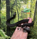 Magazoo Couleuvre du lac Chapala Juvénile #1 (Reproduit en captivité) / Thamnophis eques obscurus mâle