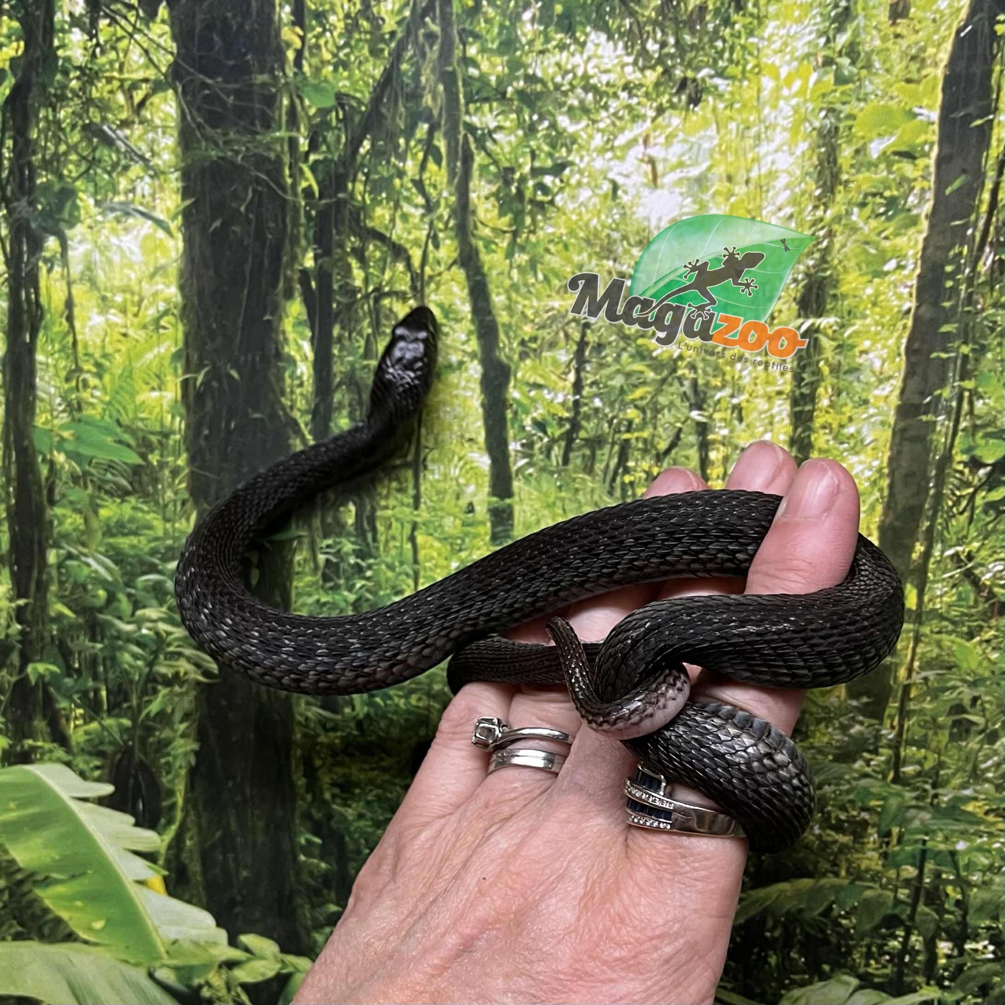 Magazoo Male Juvenile Chapala lake garter snake (Breed in Captivity) / Thamnophis eques obscurus