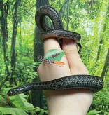 Magazoo Male Juvenile Chapala lake garter snake (Breed in Captivity) / Thamnophis eques obscurus