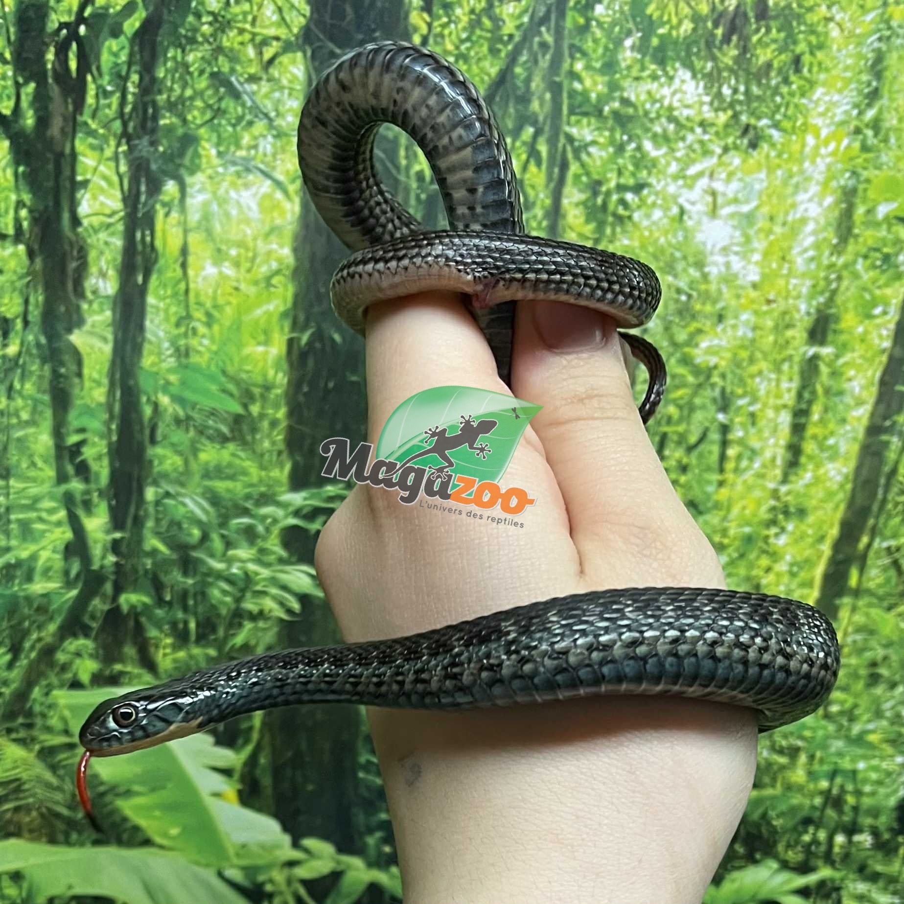 Magazoo Male Juvenile Chapala lake garter snake (Breed in Captivity) / Thamnophis eques obscurus