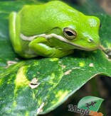 Magazoo Florida green tree frog