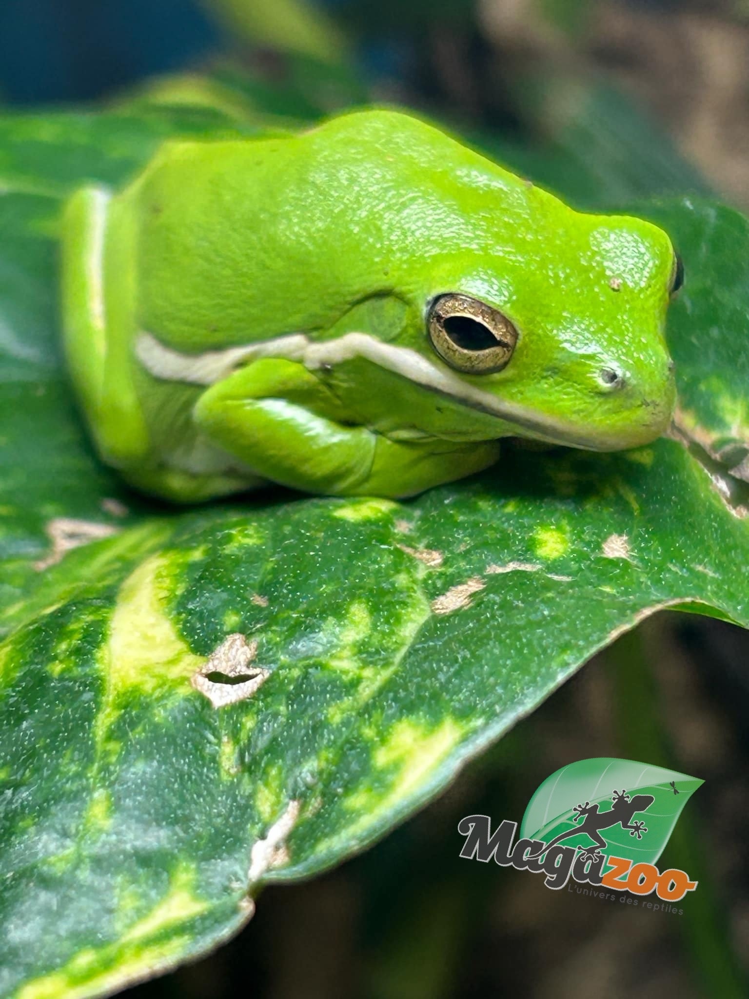 Magazoo Florida green tree frog