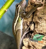 Magazoo Florida green tree frog