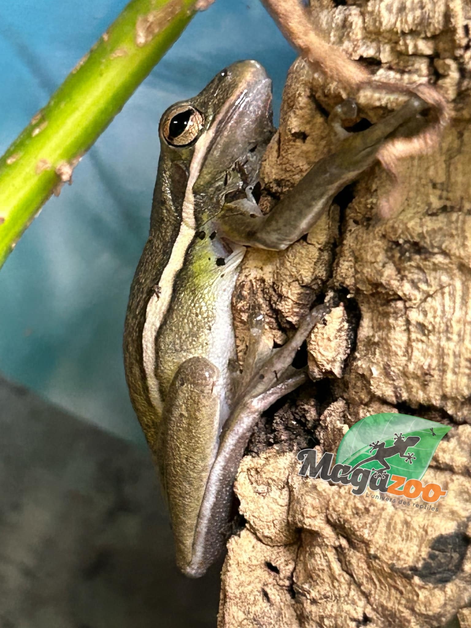 Magazoo Florida green tree frog