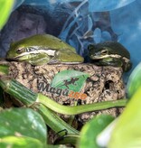 Magazoo Florida green tree frog