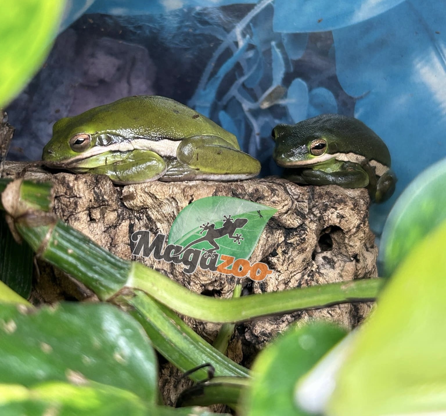 Magazoo Florida green tree frog