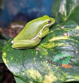 Magazoo Florida green tree frog