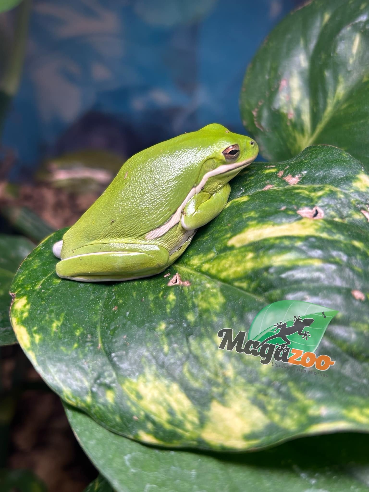 Magazoo Florida green tree frog