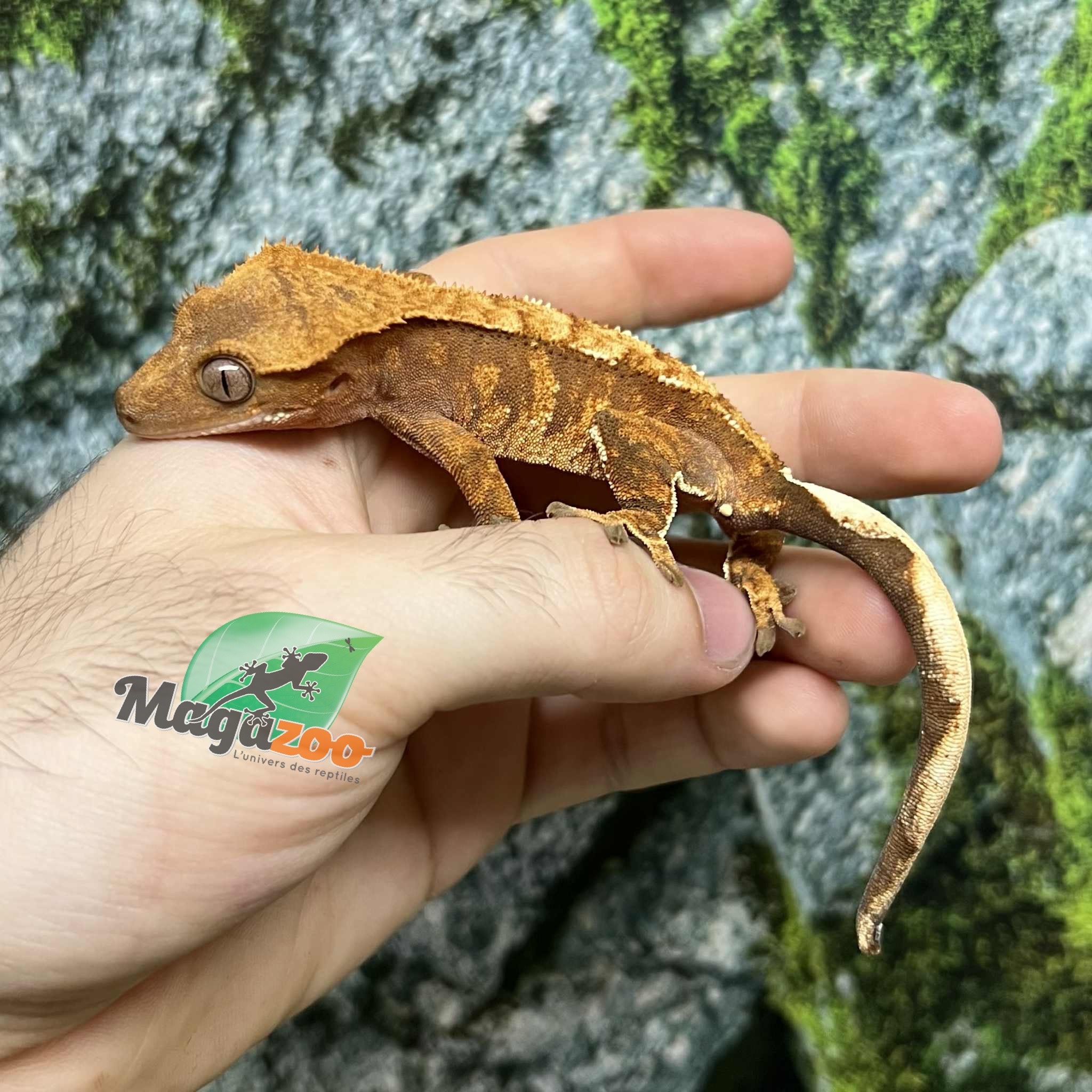 Crested gecko #5 - Magazoo, the Universe of Reptiles