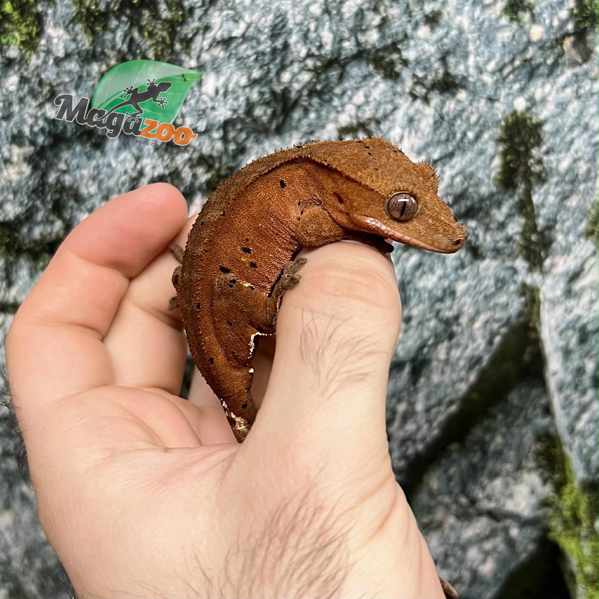 Crested gecko #9 - Magazoo, the Universe of Reptiles
