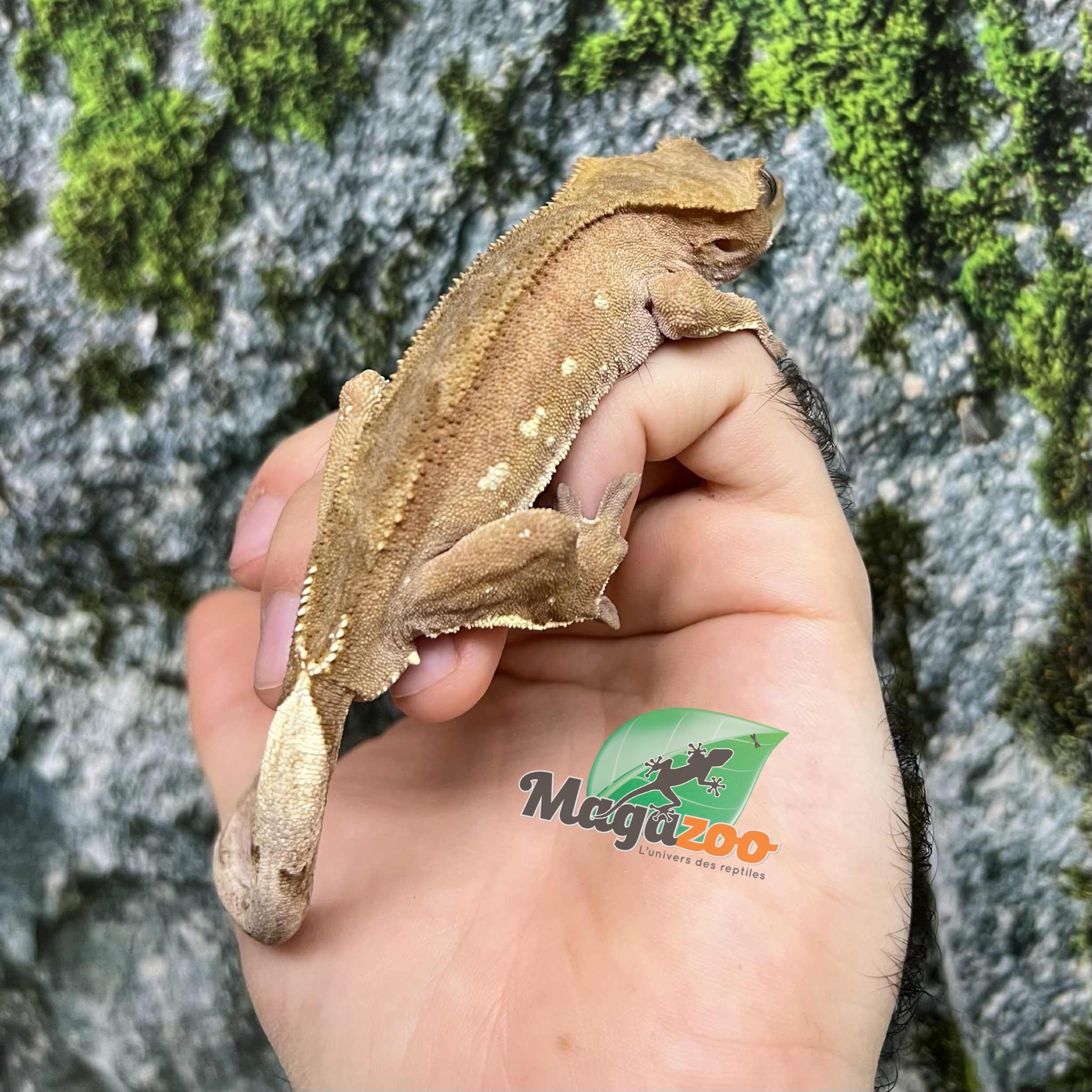 Crested gecko #10 - Magazoo, the Universe of Reptiles