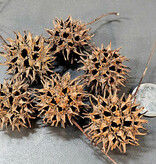 La Swamp Sweet gum ball pods (6x)
