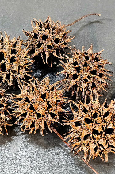 La Swamp Sweet gum ball pods (6x)