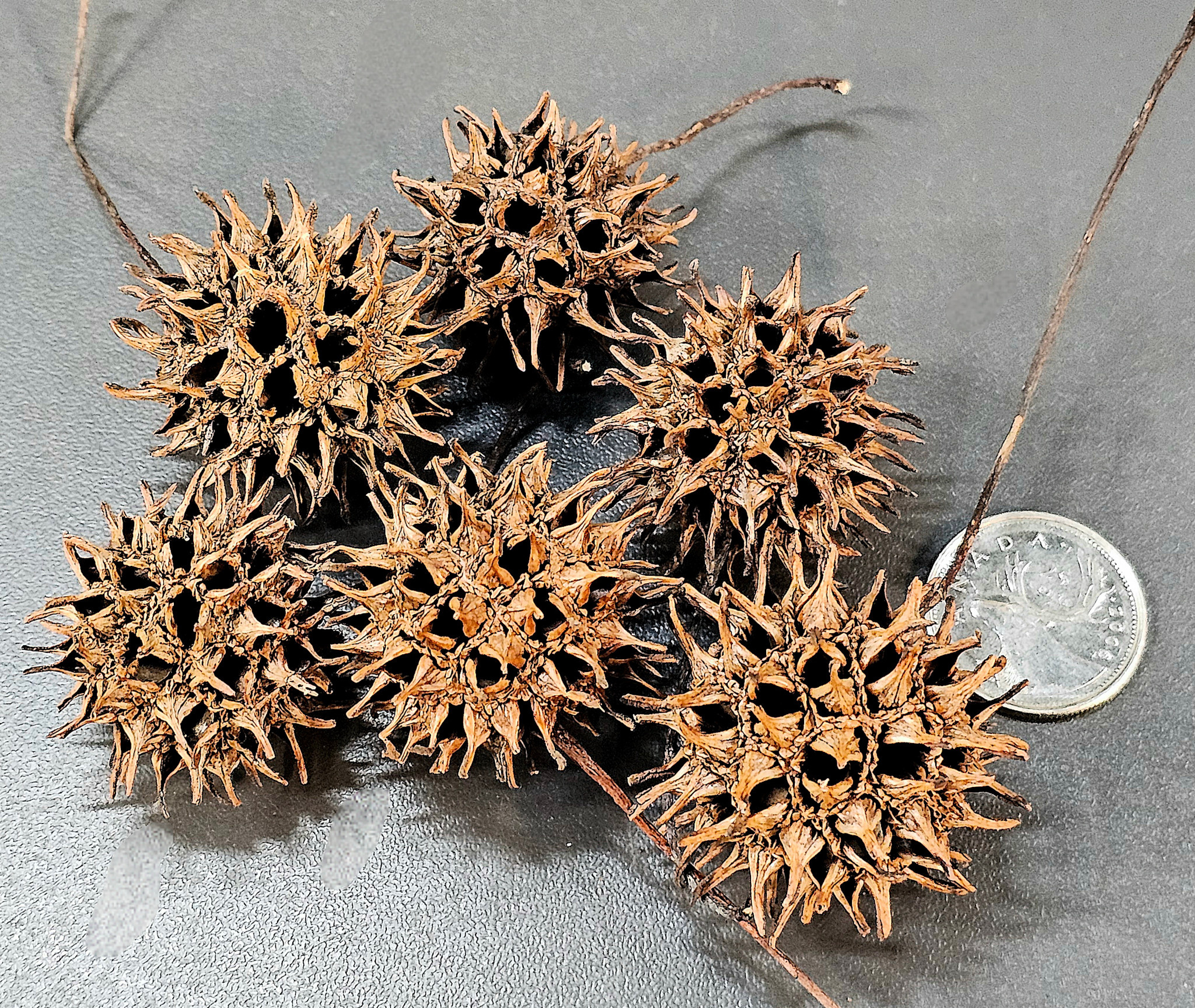 La Swamp LA SWAMP 1802 Gousse de copalme d'Amérique (6x)