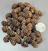 La Swamp LA SWAMP POD-ALDR-0.5 Mini cônes d'aulne 0.5oz