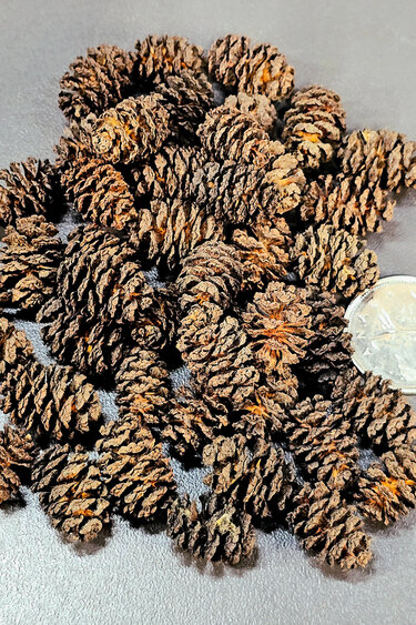 La Swamp Mini alder cones 0.5oz