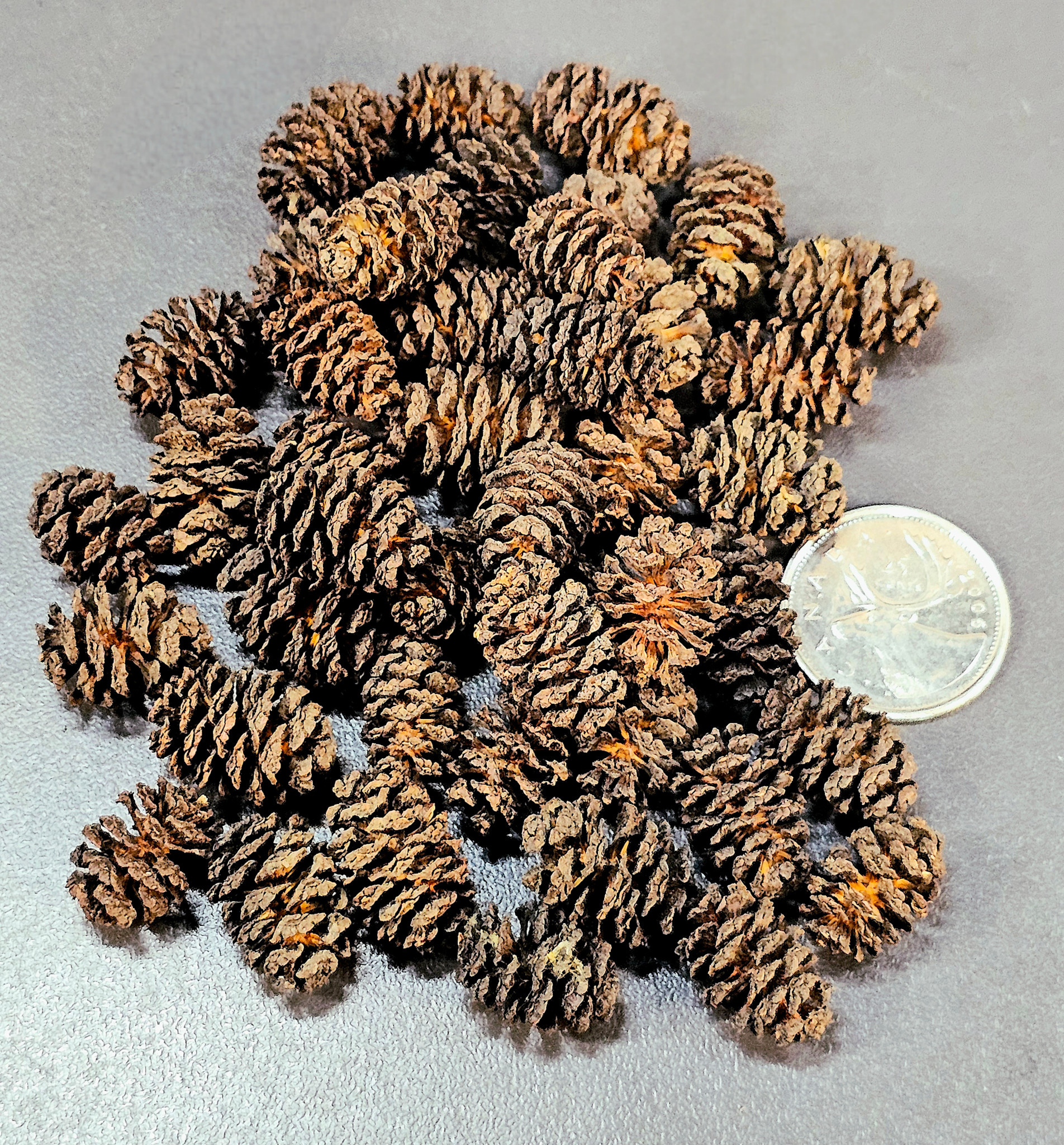 La Swamp LA SWAMP POD-ALDR-0.5 Mini cônes d'aulne 0.5oz