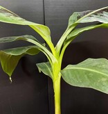 Magazoo Plante Banana Musa | Bananier d’intérieur 10cm