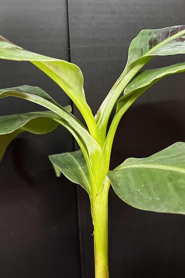 Magazoo Plante Banana Musa | Bananier d’intérieur 10cm