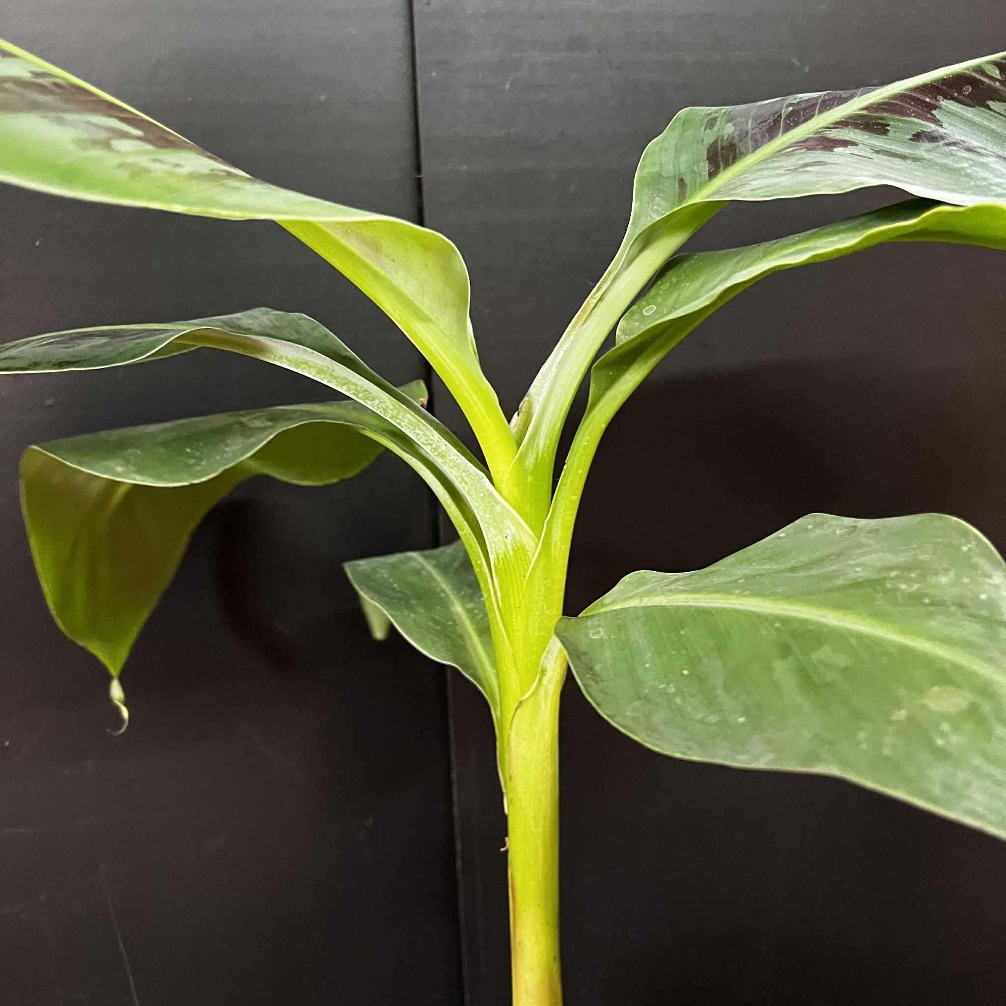 Magazoo Banana Musa Plant | Indoor Banana Tree