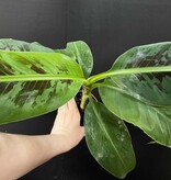 Magazoo Plante Banana Musa | Bananier d’intérieur 10cm