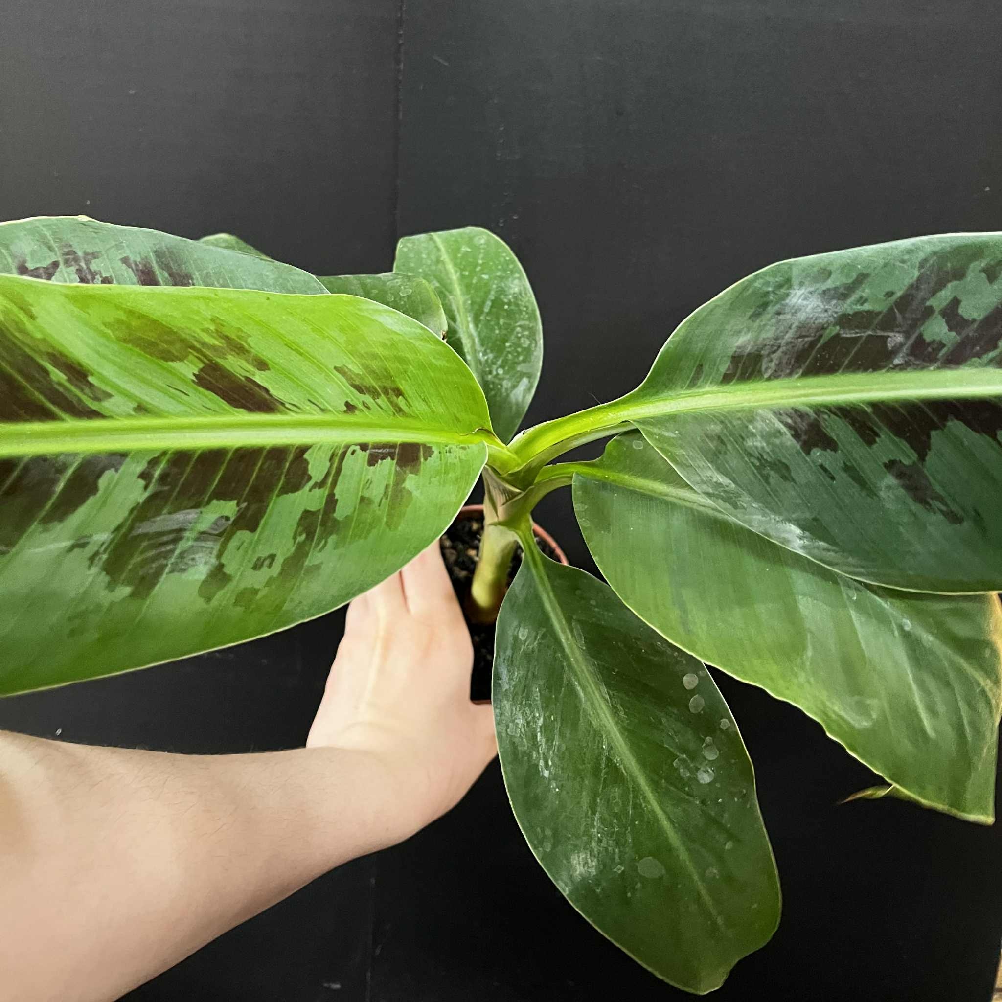 Magazoo Plante Banana Musa | Bananier d’intérieur 10cm