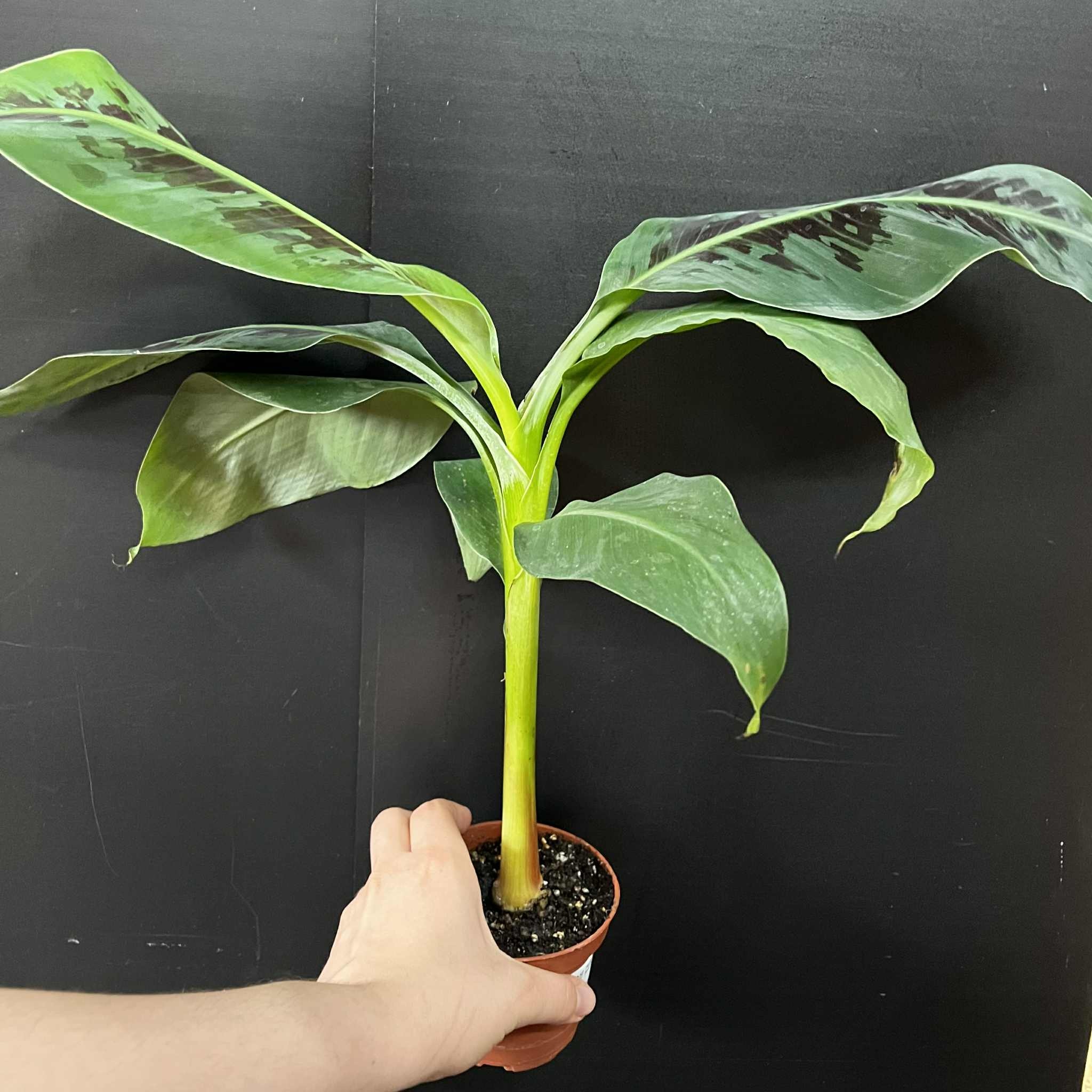 Magazoo Plante Banana Musa | Bananier d’intérieur 10cm
