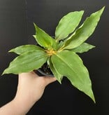 Magazoo Chlorophytum 'Mandarin' Plant