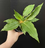 Magazoo Plante Chlorophytum 'Mandarin'