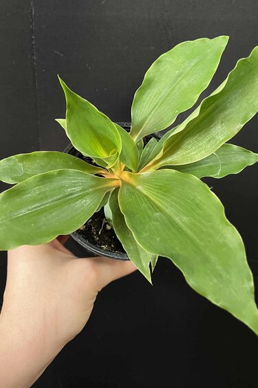 Magazoo Chlorophytum 'Mandarin' Plant