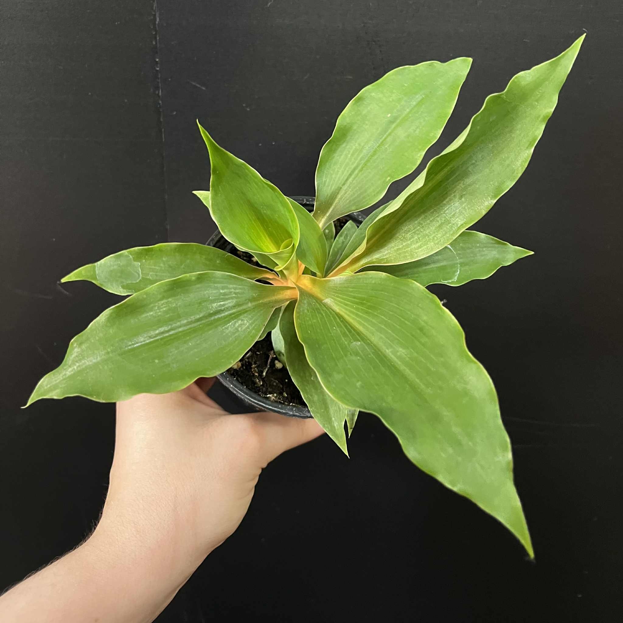 Magazoo Chlorophytum 'Mandarin' Plant