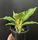 Magazoo Plante Chlorophytum 'Mandarin'