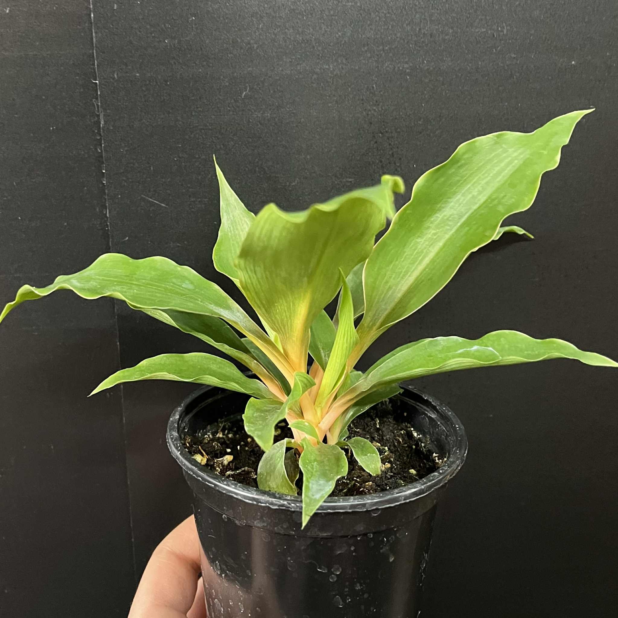 Magazoo Chlorophytum 'Mandarin' Plant