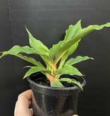 Magazoo Chlorophytum 'Mandarin' Plant